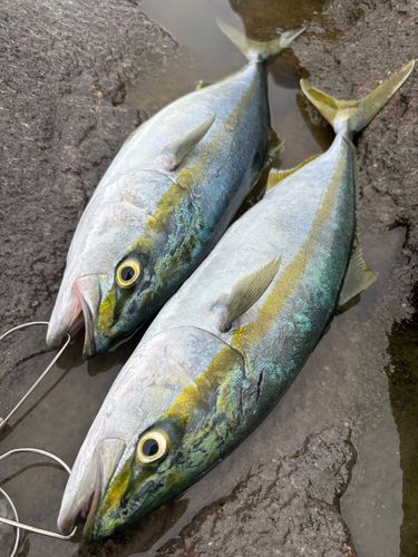 ブリの釣果