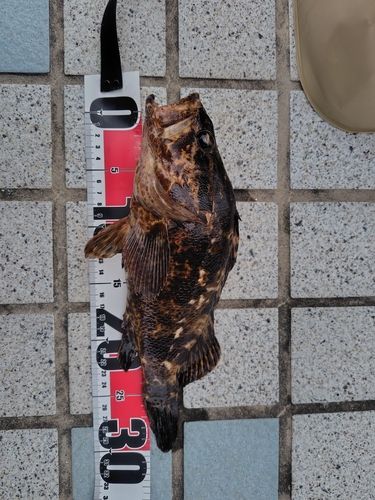 ベッコウゾイの釣果