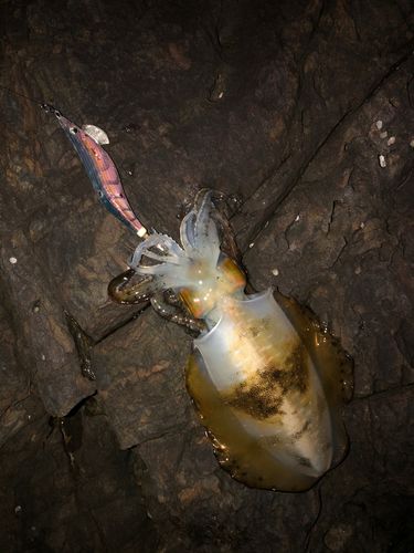 アオリイカの釣果