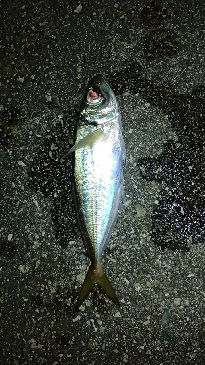 アジ