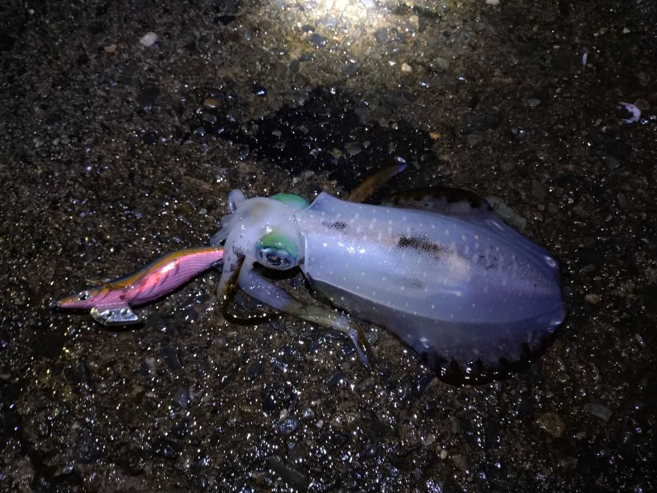 アオリイカ