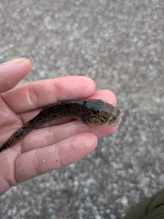 ハゼの釣果