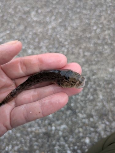 ハゼの釣果