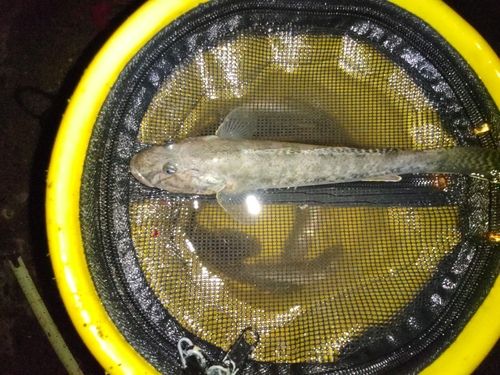 マハゼの釣果
