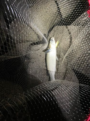 ボラの釣果