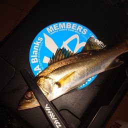 セイゴ（マルスズキ）