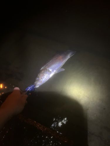 北利根川階段