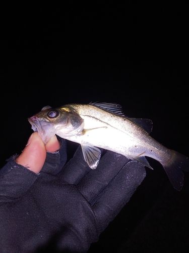 スズキの釣果