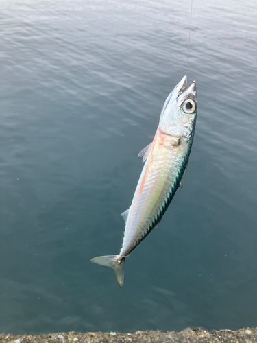 イトヨリダイの釣果