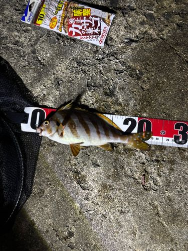 タカノハダイの釣果