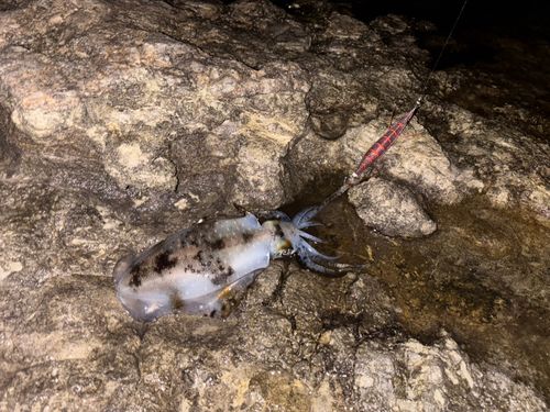 アオリイカの釣果