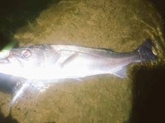 イエローフィンレザージャケットの釣果
