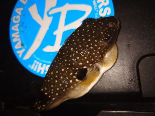フグの釣果