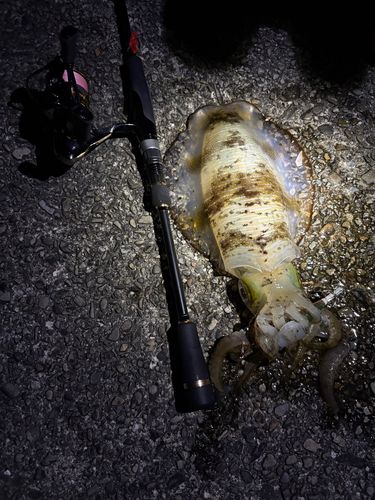 アオリイカの釣果