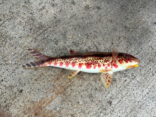 ヨメヒメジの釣果