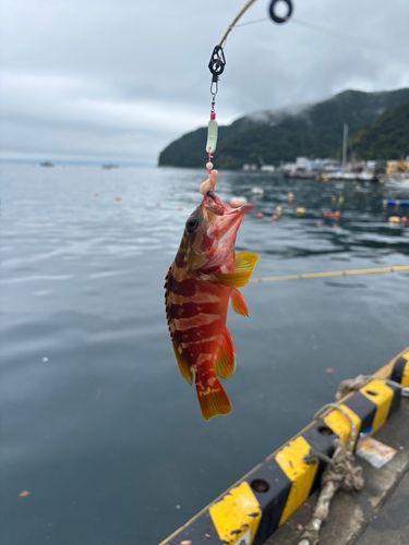 アカハタの釣果