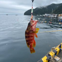 アカハタ