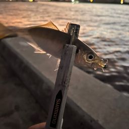 アジ