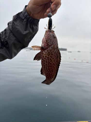 オオモンハタの釣果