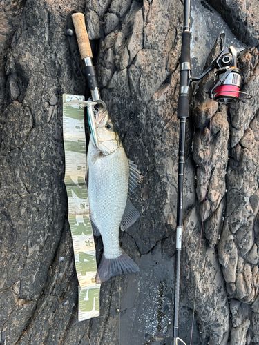 ヒラスズキの釣果