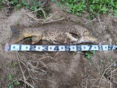 コイの釣果