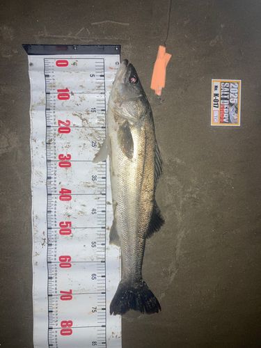 シーバスの釣果