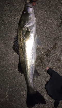 ヒラスズキの釣果