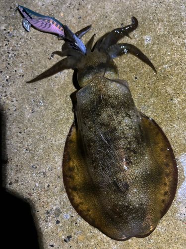アオリイカの釣果