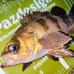 メバルの釣果
