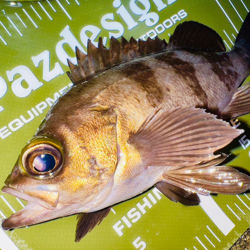 メバルの釣果