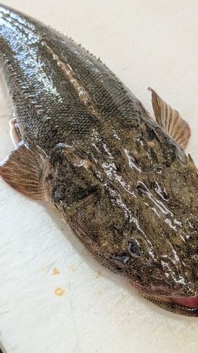 マゴチの釣果