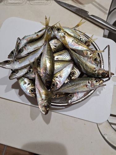 マアジの釣果