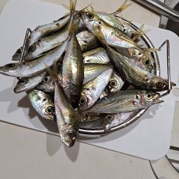マアジ