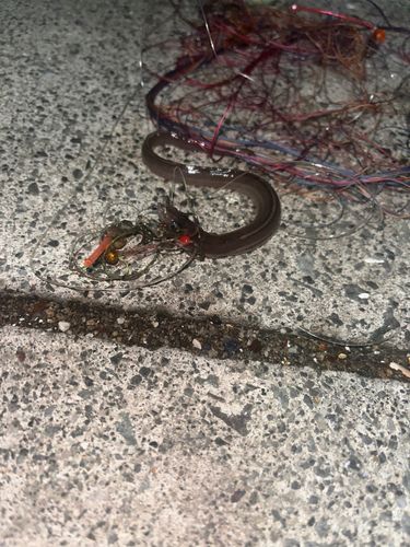 小名浜港市場前