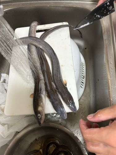 アナゴの釣果
