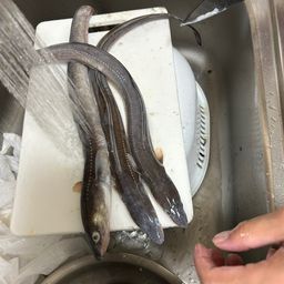 アナゴ