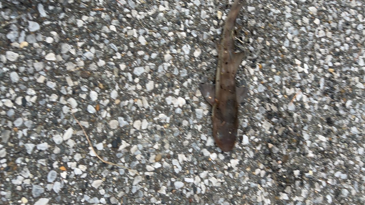アナゴ