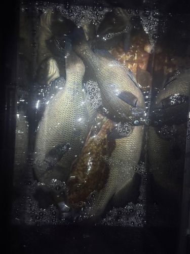 メジナの釣果