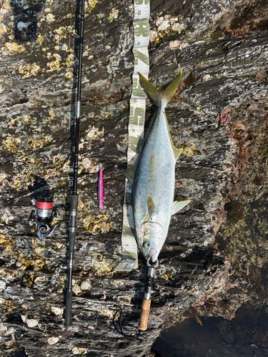 ヒラマサの釣果