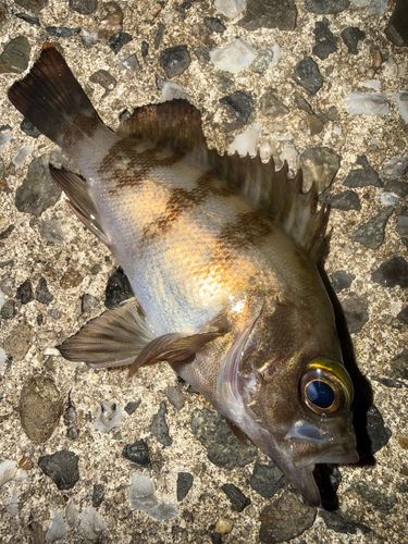メバルの釣果