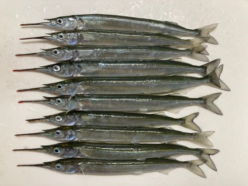 サヨリの釣果