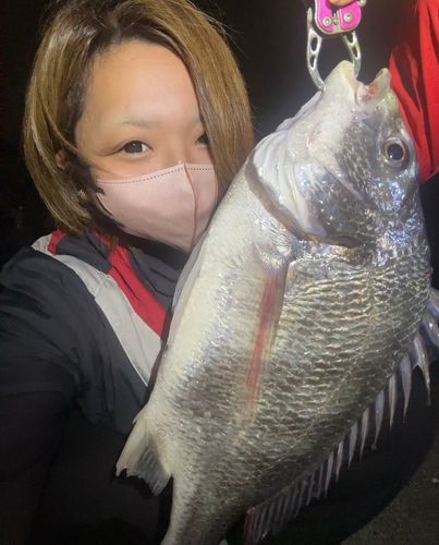 キビレの釣果
