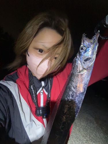 タチウオの釣果