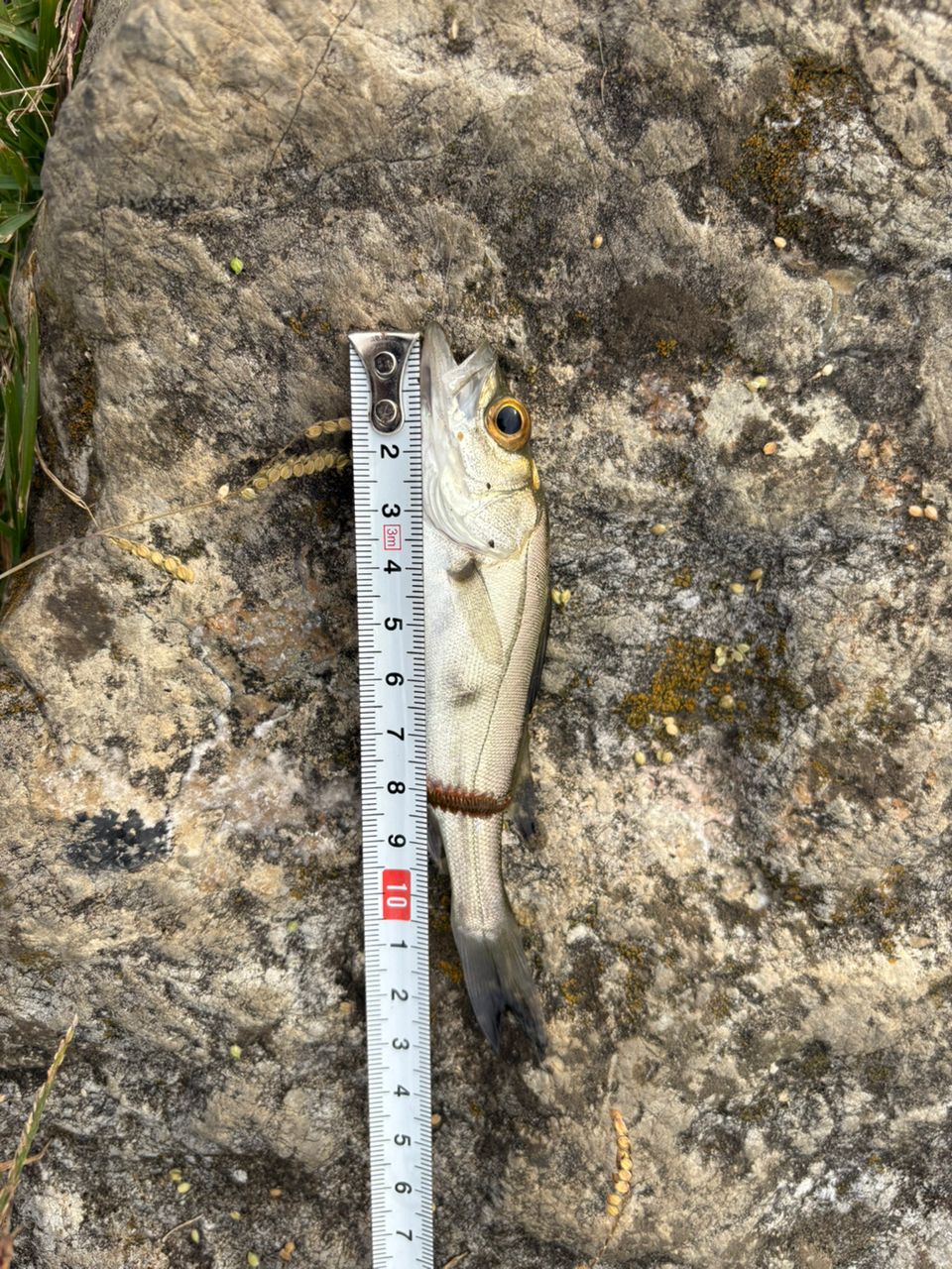 セイゴ（マルスズキ）