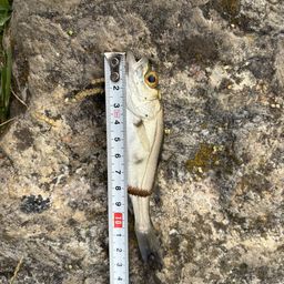 セイゴ（マルスズキ）