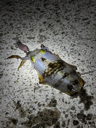 アオリイカの釣果