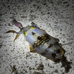 アオリイカ