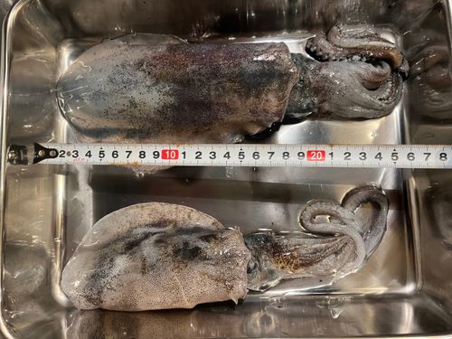 アオリイカの釣果