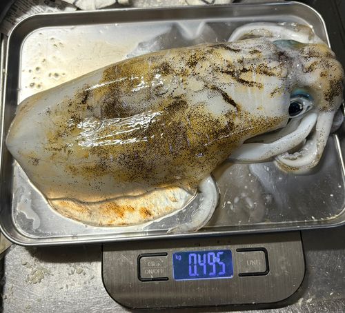 アオリイカの釣果