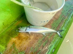 サゴシの釣果